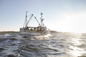 En fiskebåt är påväg ut på havet för att fiska färska havskräftor